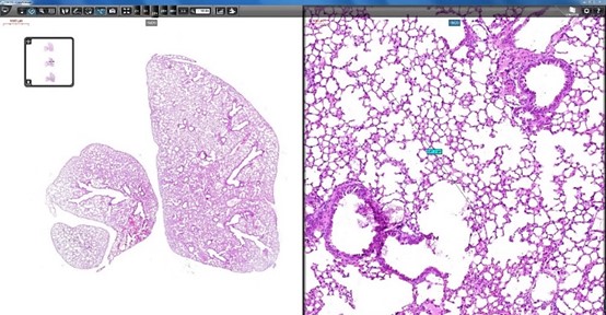 20231201 細胞生物學平臺3DHISTECH玻片掃描系統培訓通知 封面圖.jpg