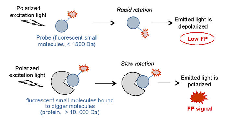 1757385863940090559.png FP.png