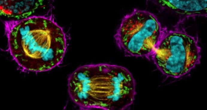 20240119 細胞生物學平臺Leica Stellaris 8激光共聚焦顯微鏡上機培訓通知 封面圖.jpg