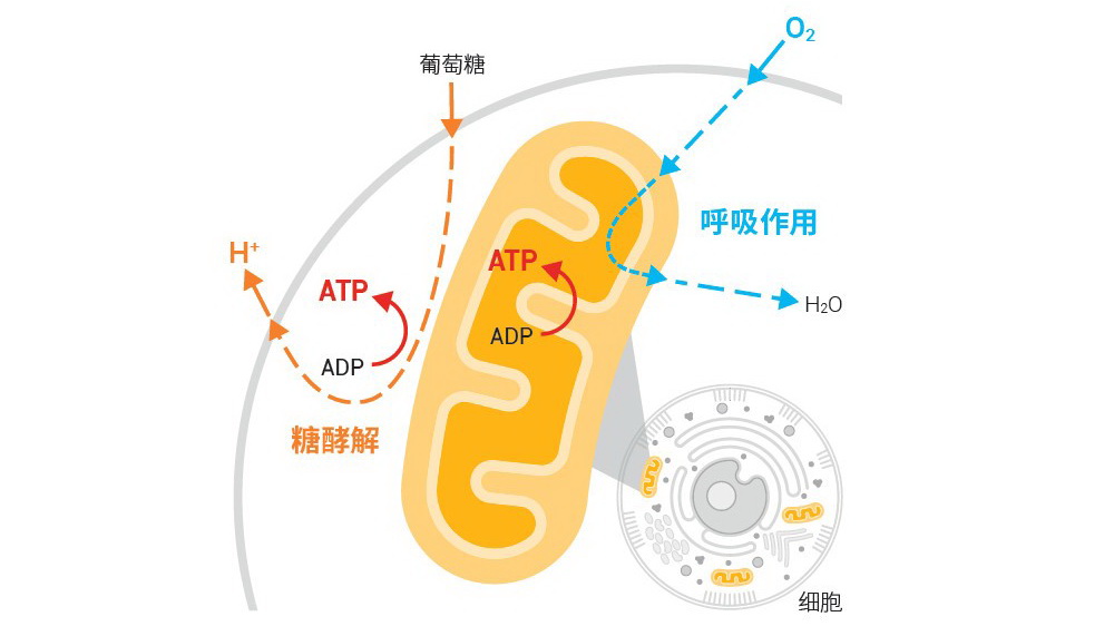 代谢卡通图片