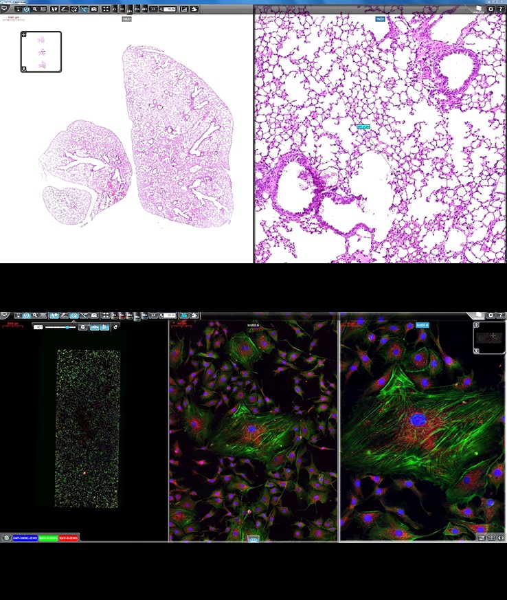 细胞生物学平台3dhistech玻片扫描系统培训通知